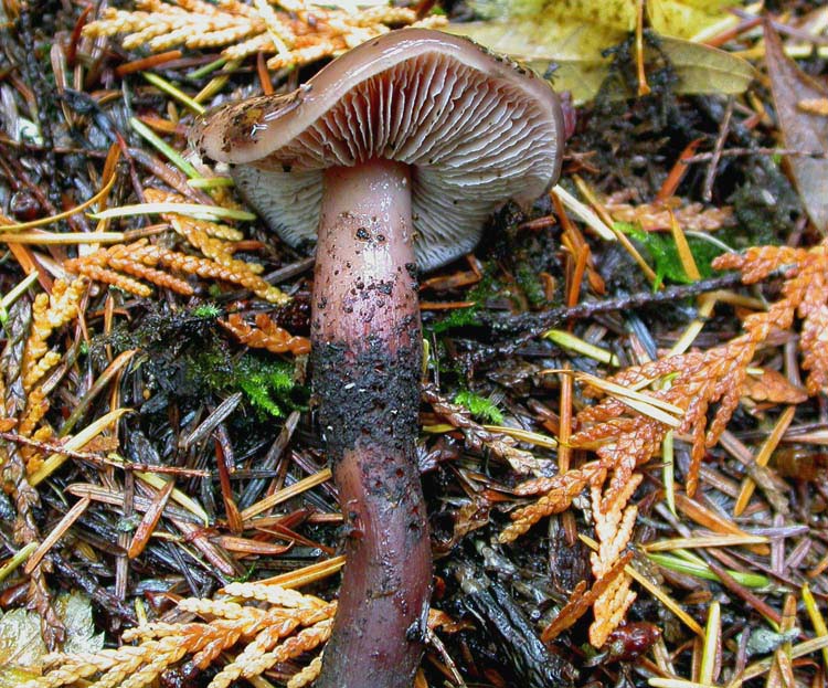 Phaeocollybia rifflipes